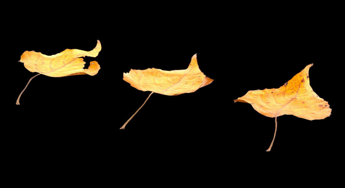 Autumn Leaves set 3D model_8