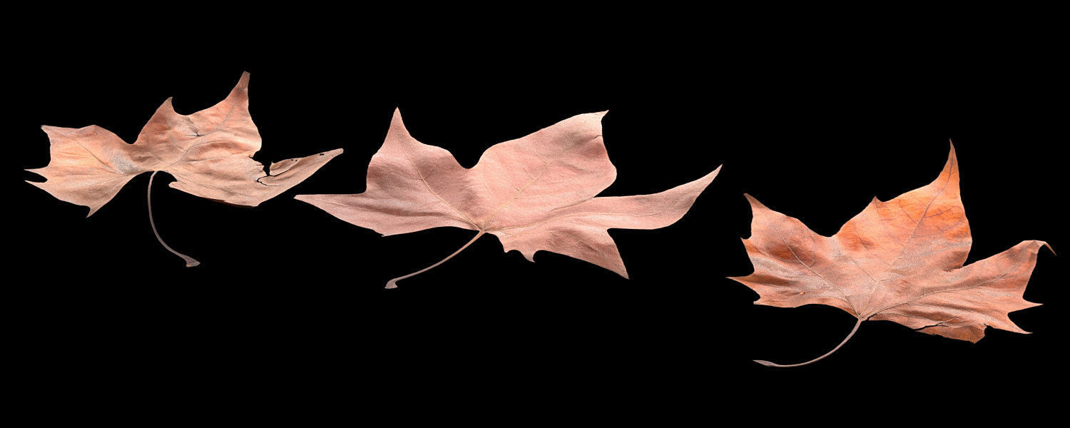 Autumn Leaves set 3D model_11