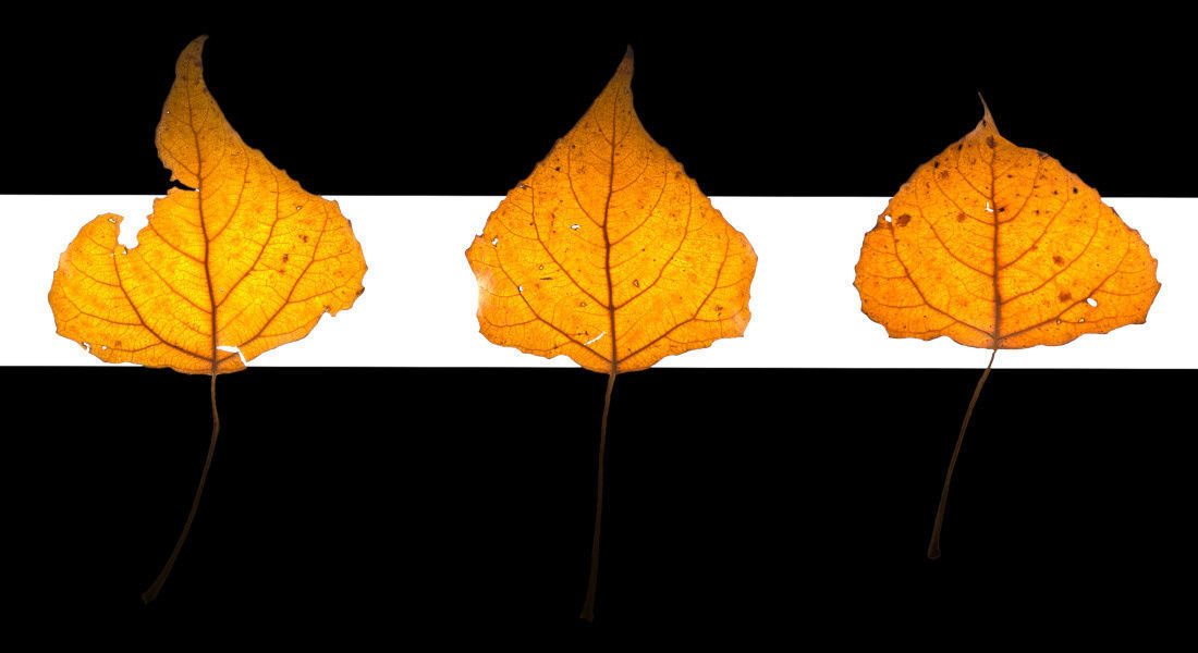 Autumn Leaves set 3D model_7
