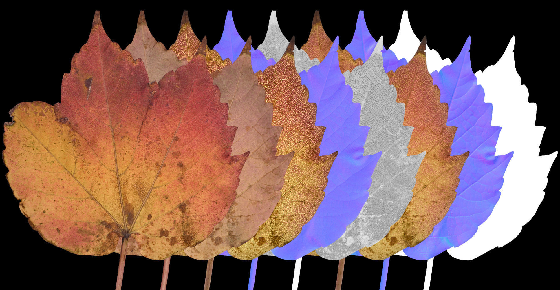 Autumn Leaves set 3D model_4