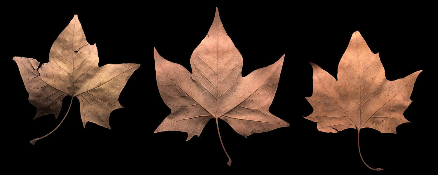 Autumn Leaves set 3D model_10