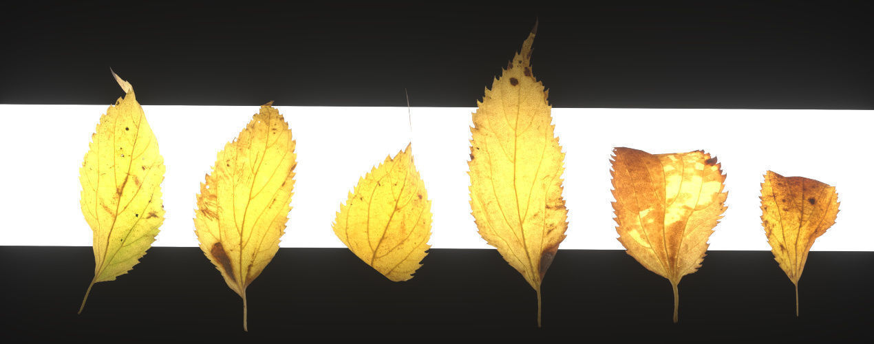 Autumn Leaves set 3D model_22