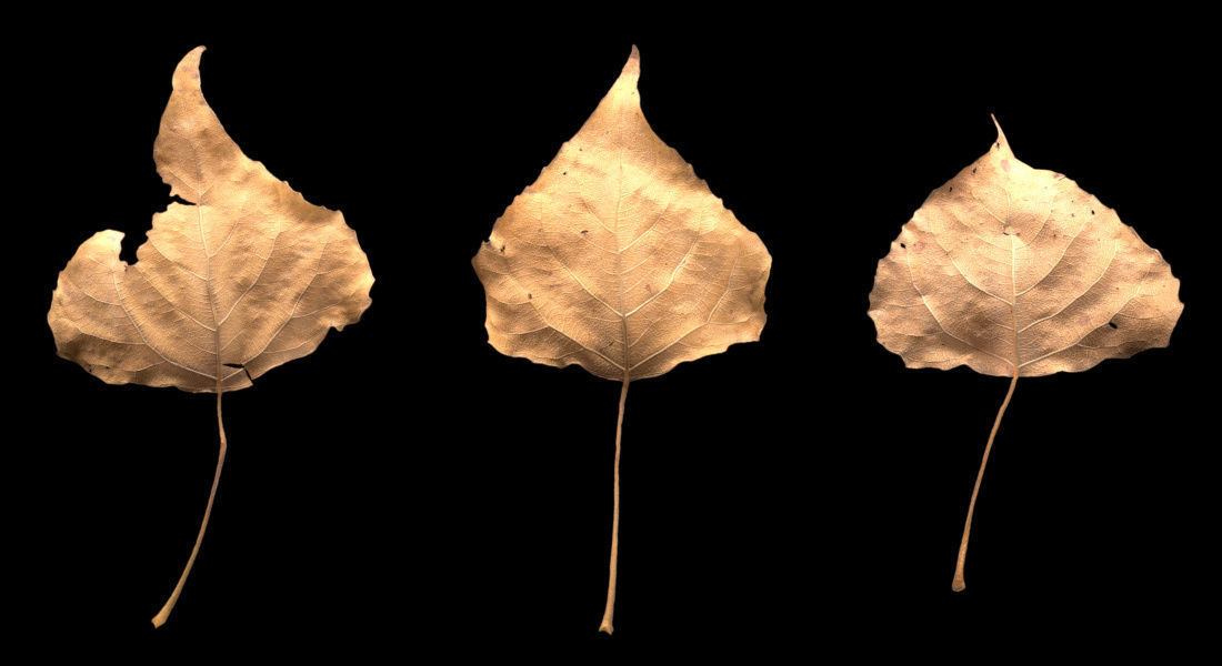 Autumn Leaves set 3D model_6