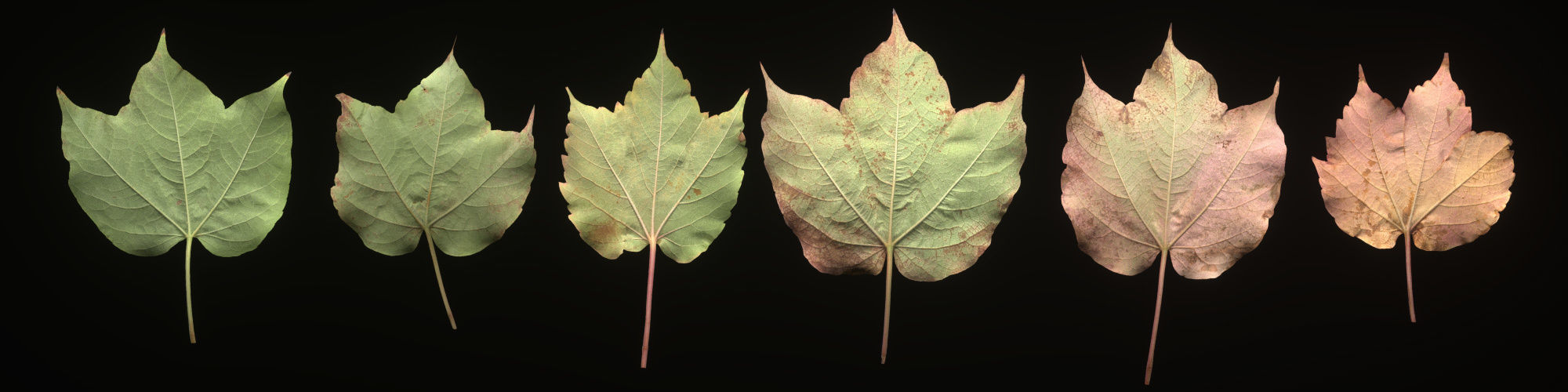 Autumn Leaves set 3D model_15