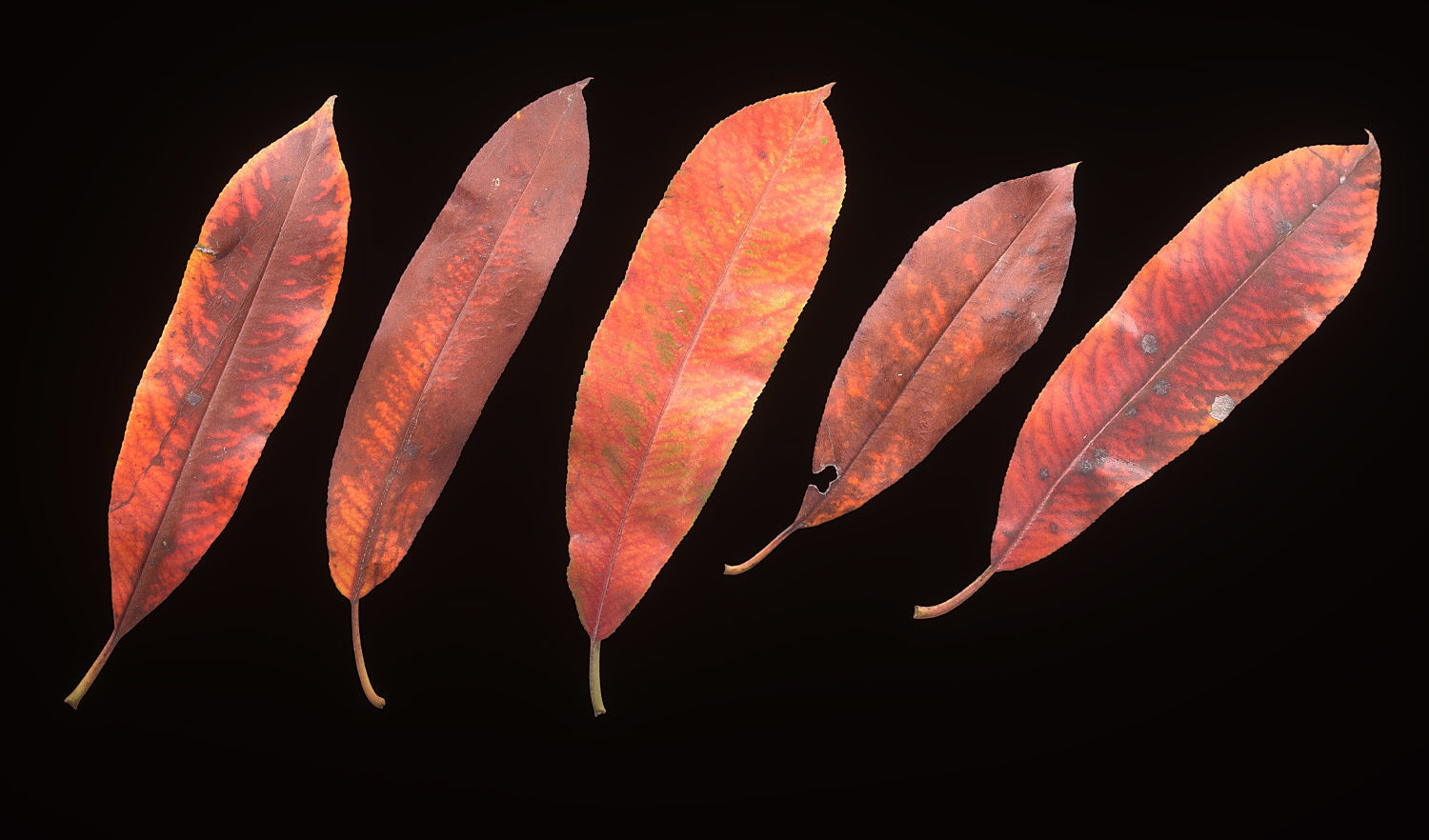 Autumn Leaves set 3D model_17