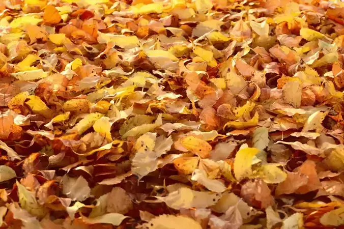 Autumn Leaves set 3D model