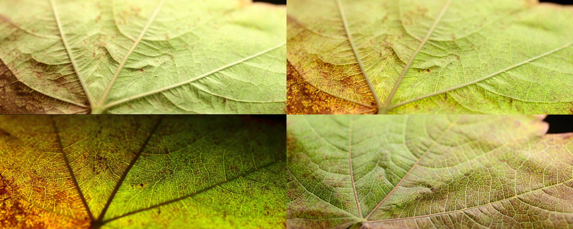 Autumn Leaves set 3D model_3