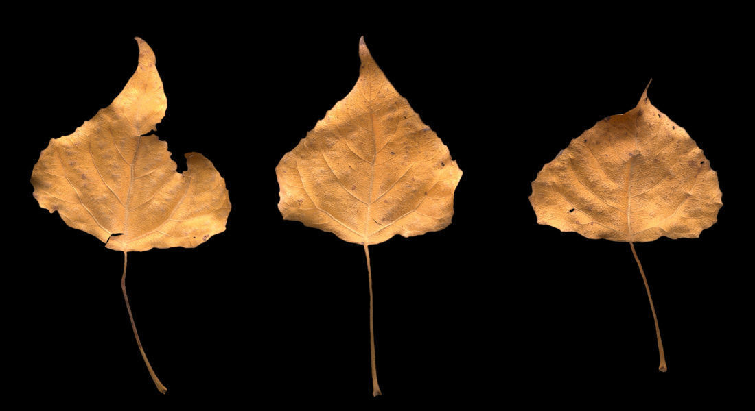 Autumn Leaves set 3D model_5