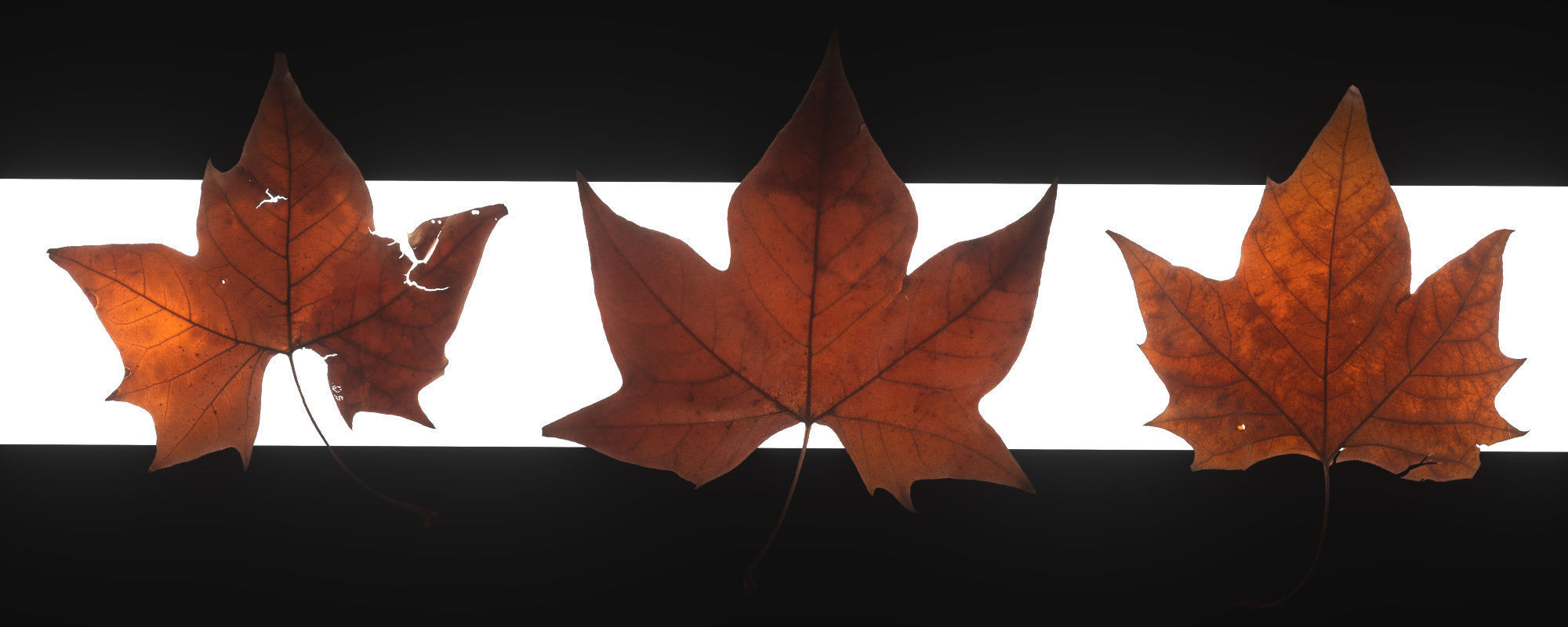 Autumn Leaves set 3D model_12