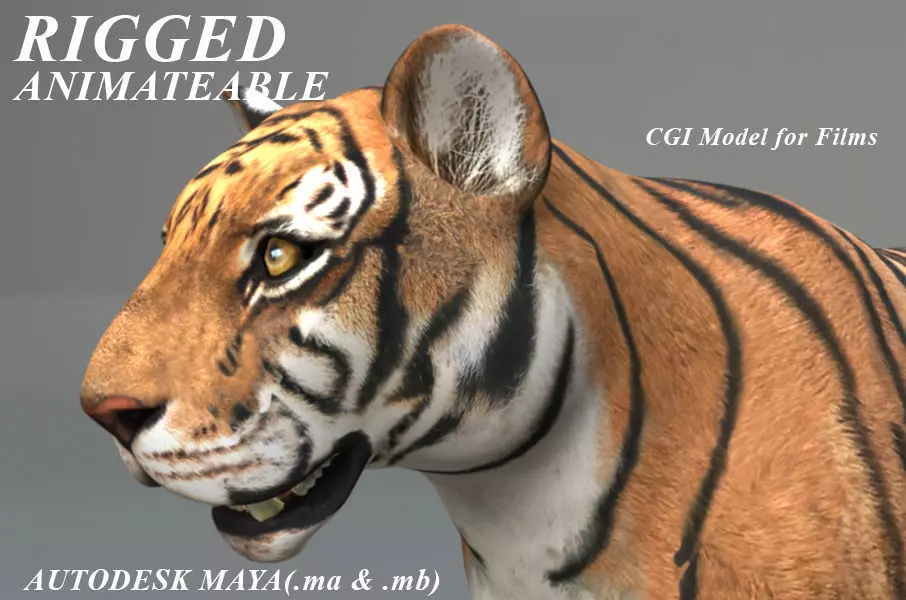 Rigged Tiger  3D model_0