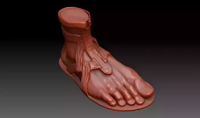 Foot Anatomy