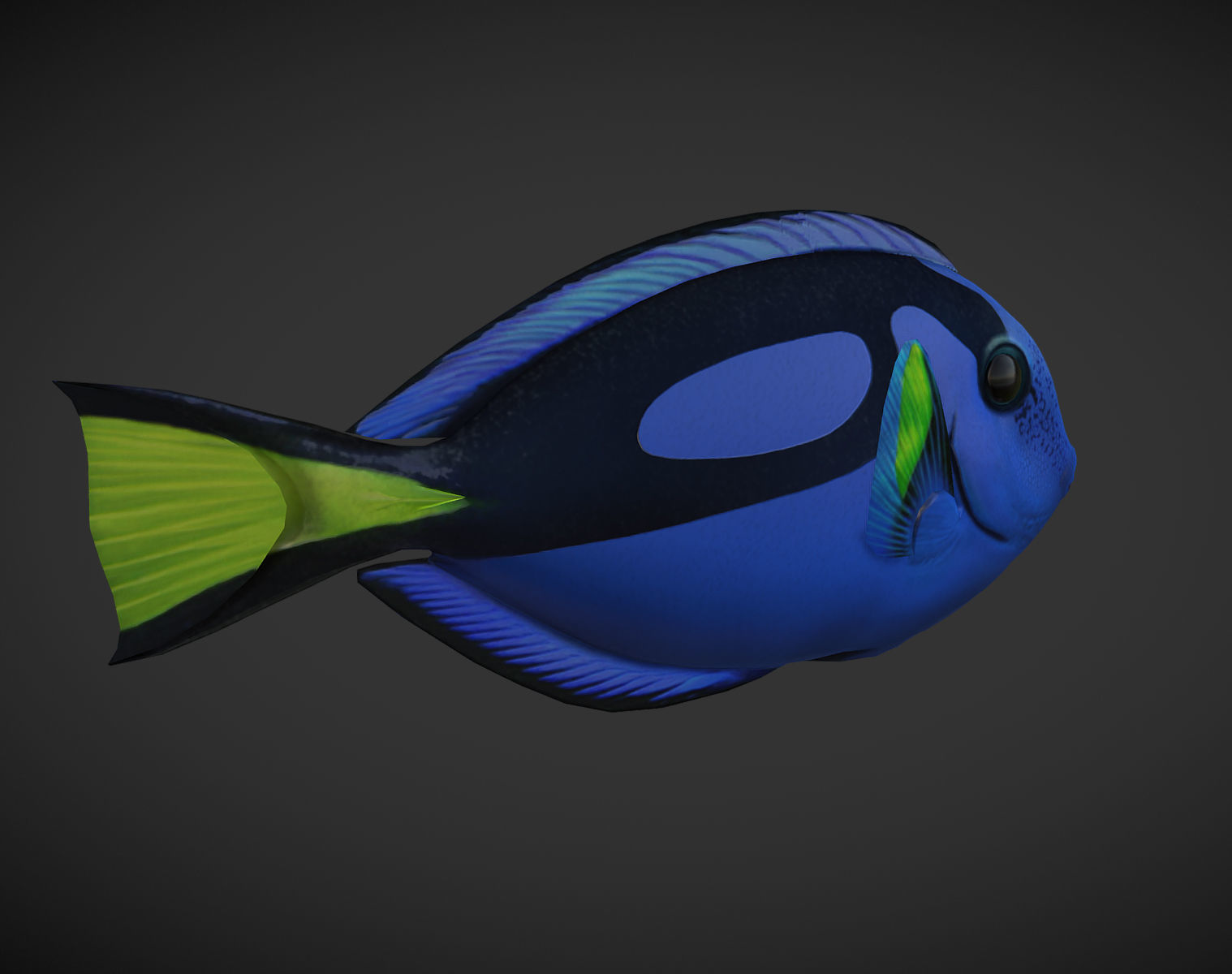 Fish Paracanthurus hepatus 1 Low-poly 3D model_3