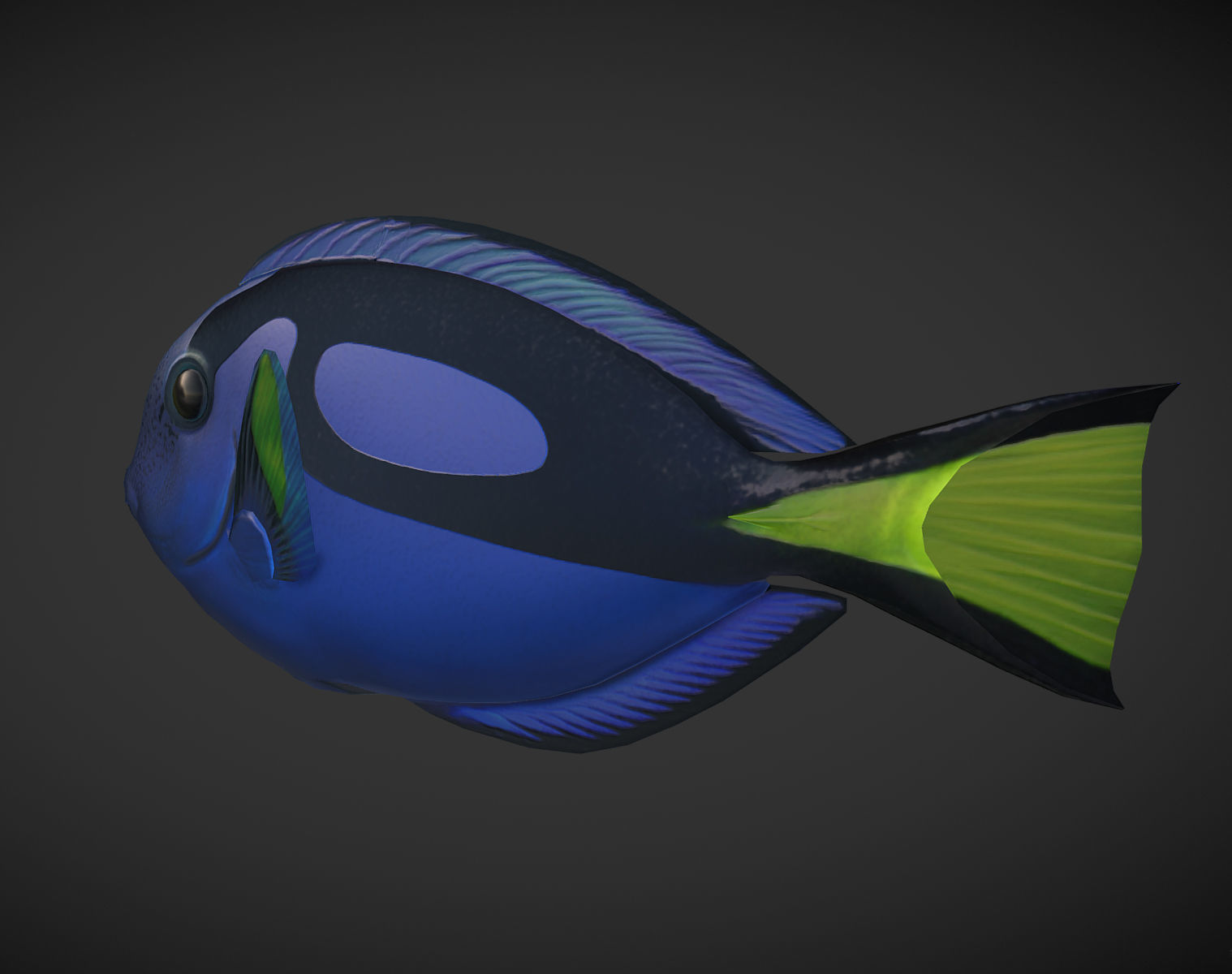 Fish Paracanthurus hepatus 1 Low-poly 3D model_2