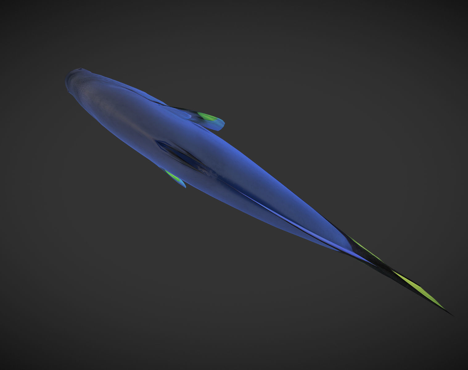 Fish Paracanthurus hepatus 1 Low-poly 3D model_4