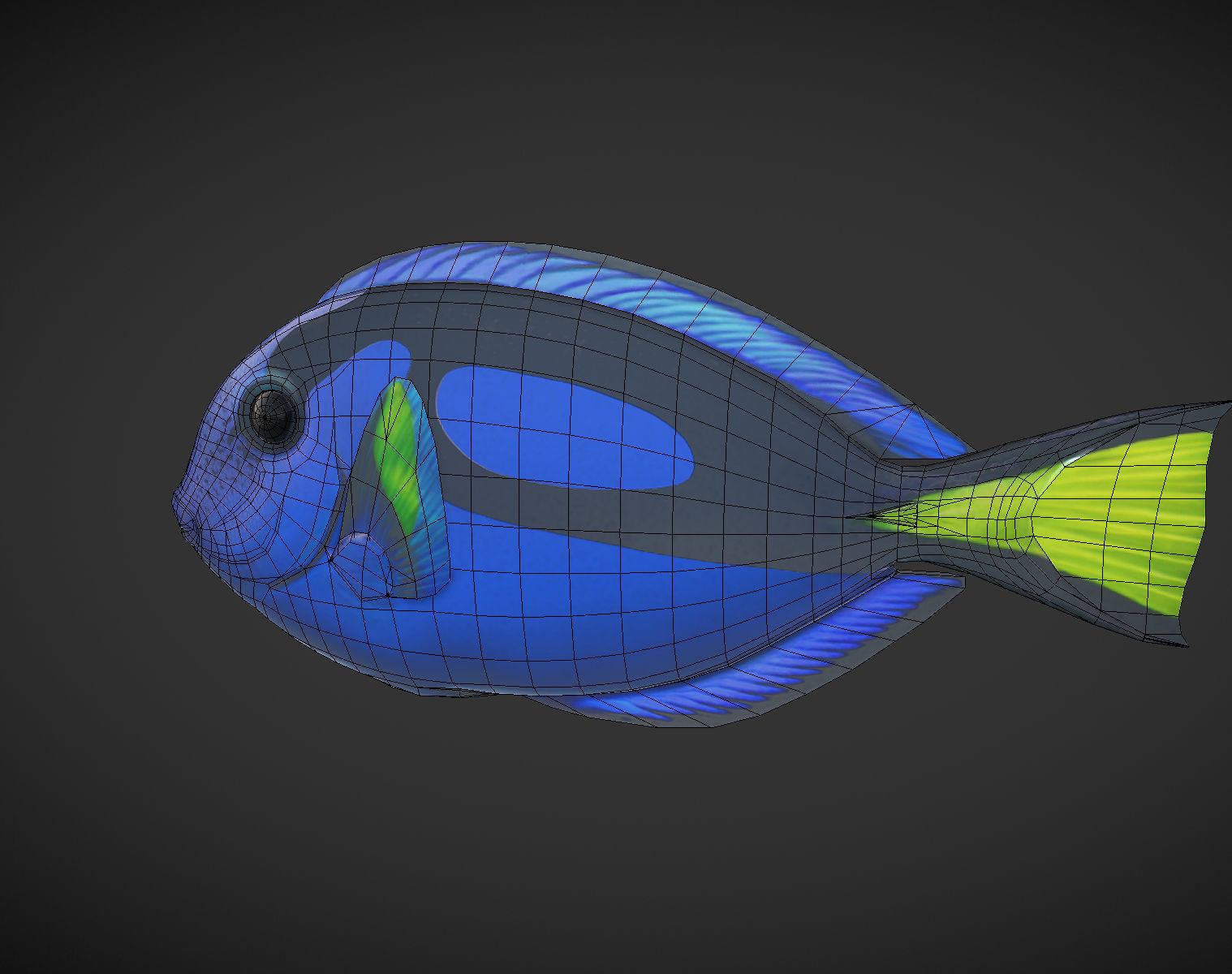 Fish Paracanthurus hepatus 1 Low-poly 3D model_7