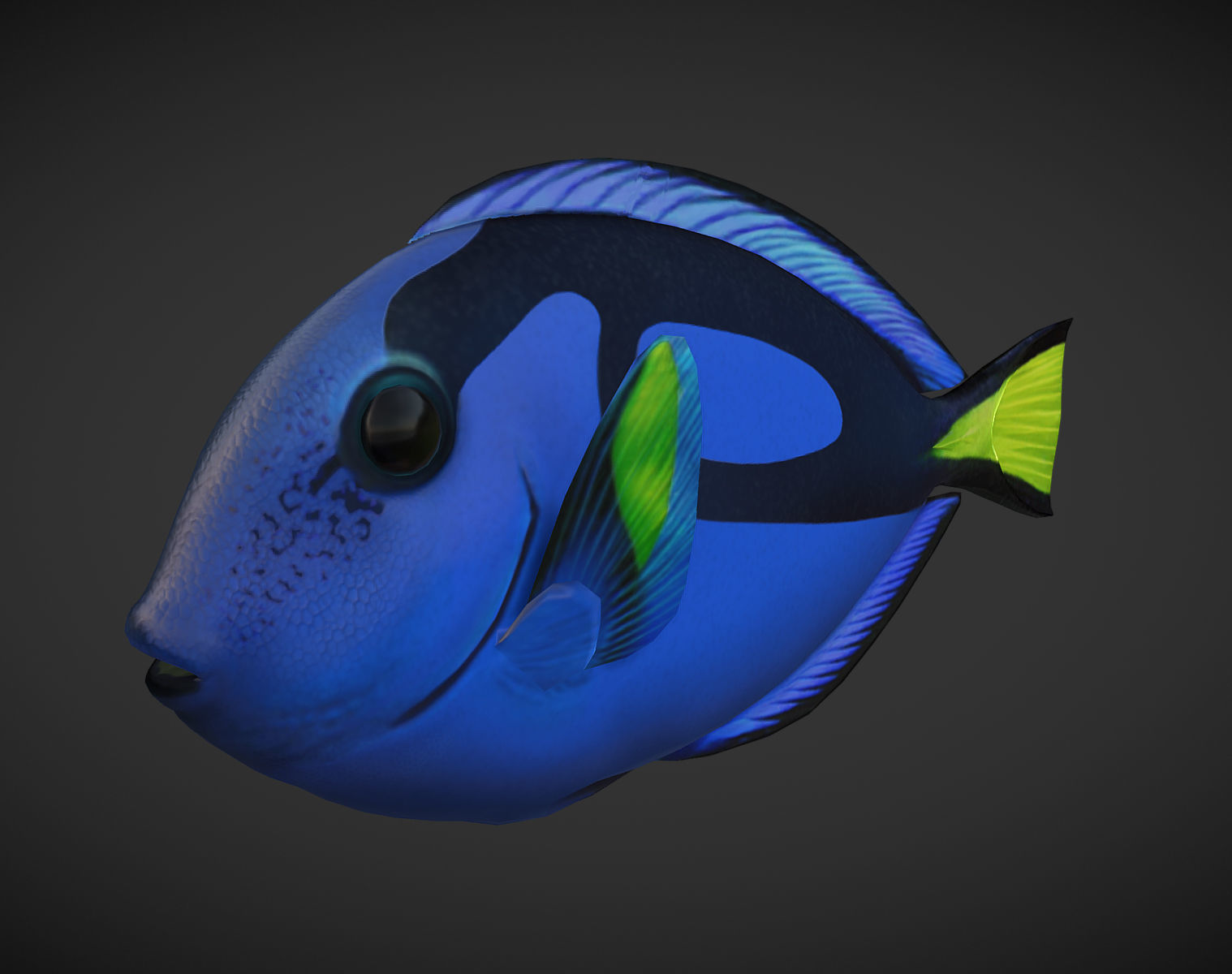 Fish Paracanthurus hepatus 1 Low-poly 3D model_1