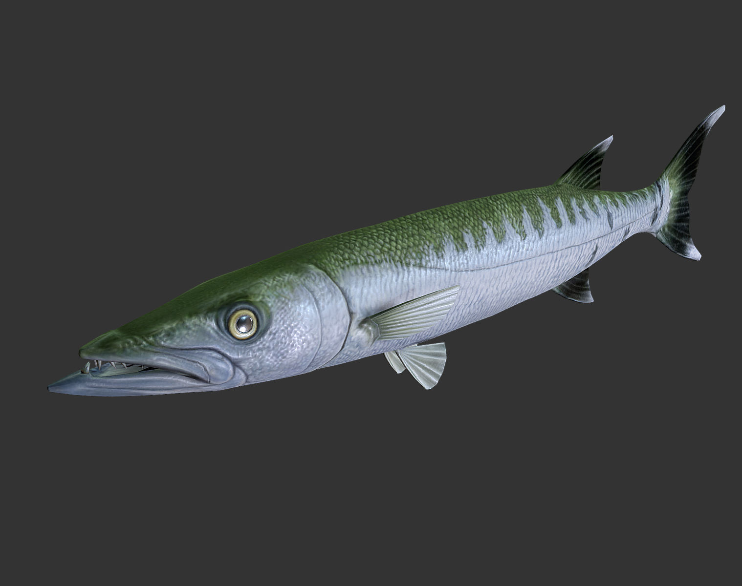 Barracuda mackerel fish Low-poly 3D model_1