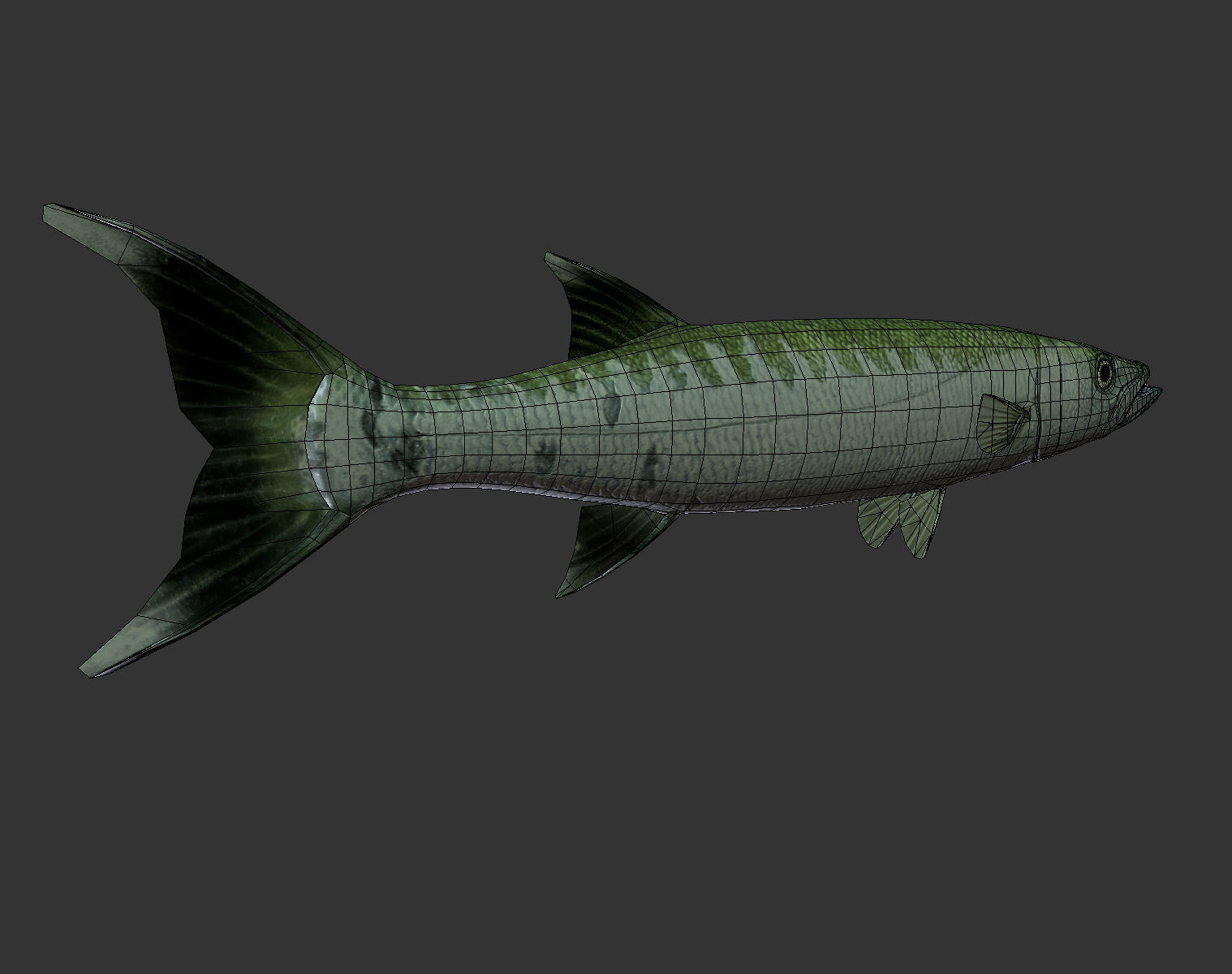 Barracuda mackerel fish Low-poly 3D model_8