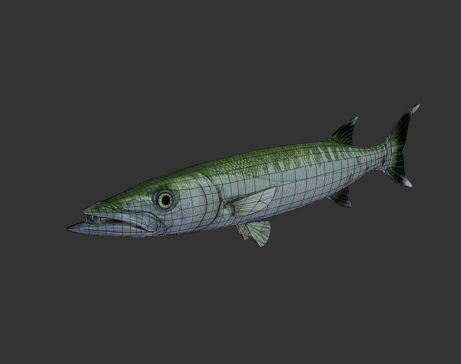 Barracuda mackerel fish Low-poly 3D model_6