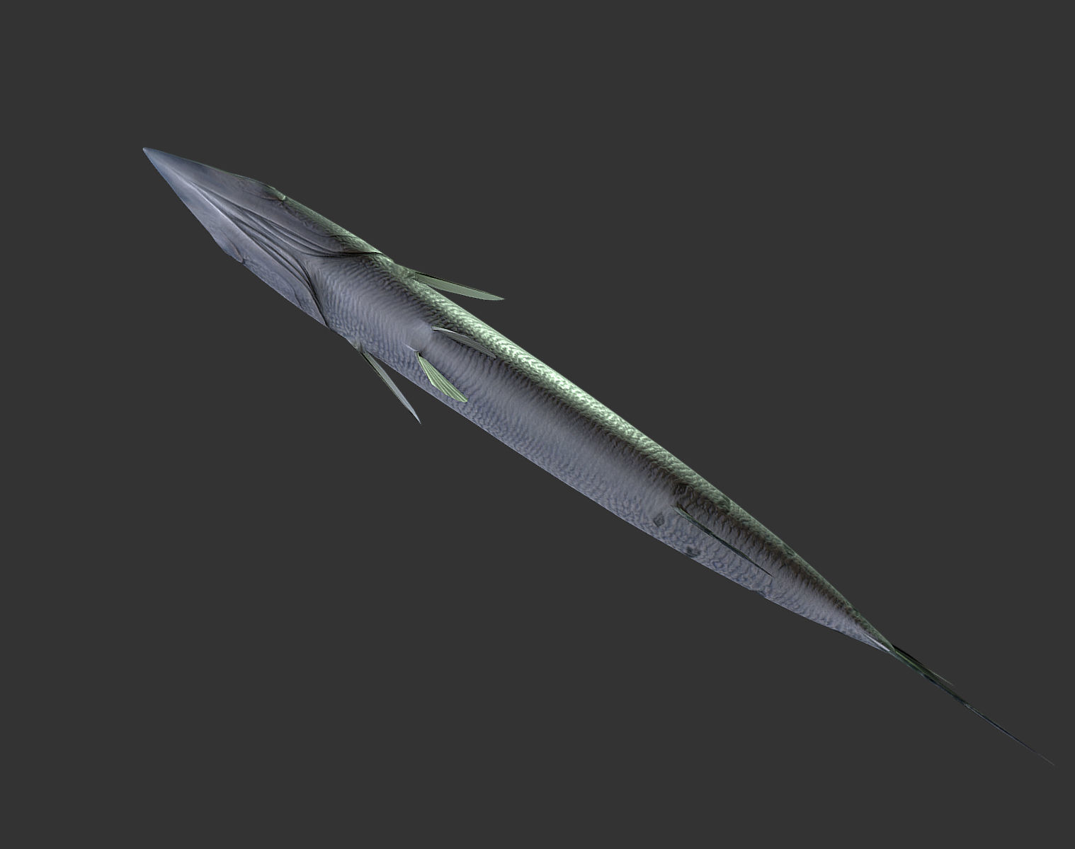 Barracuda mackerel fish Low-poly 3D model_5