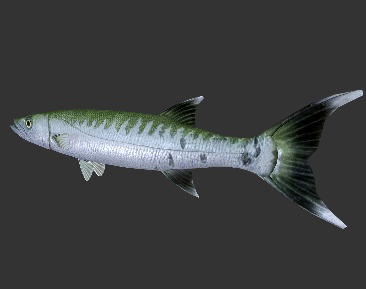 Barracuda mackerel fish Low-poly 3D model_2
