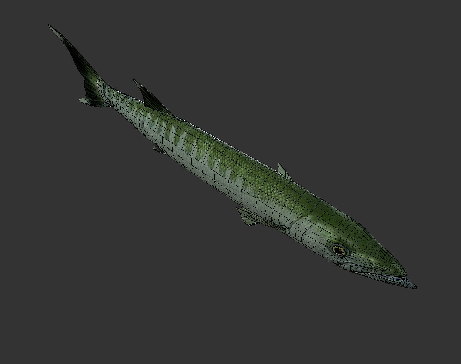 Barracuda mackerel fish Low-poly 3D model_7