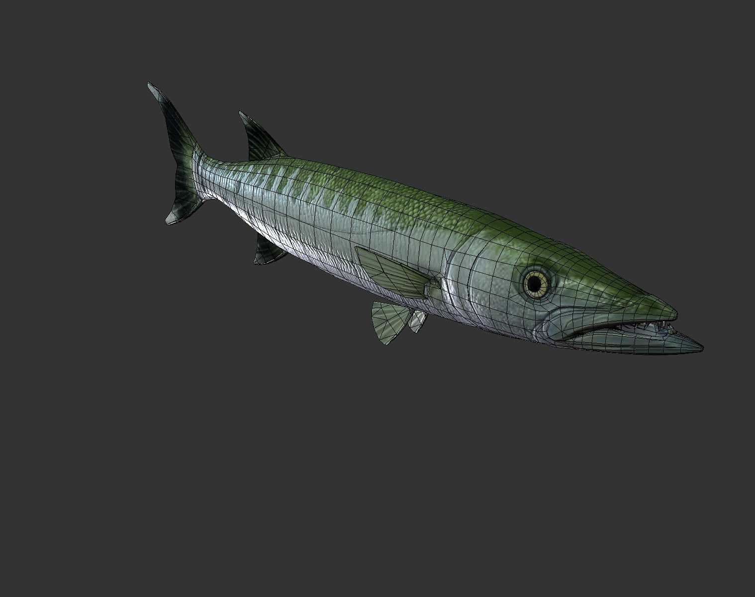 Barracuda mackerel fish Low-poly 3D model_9