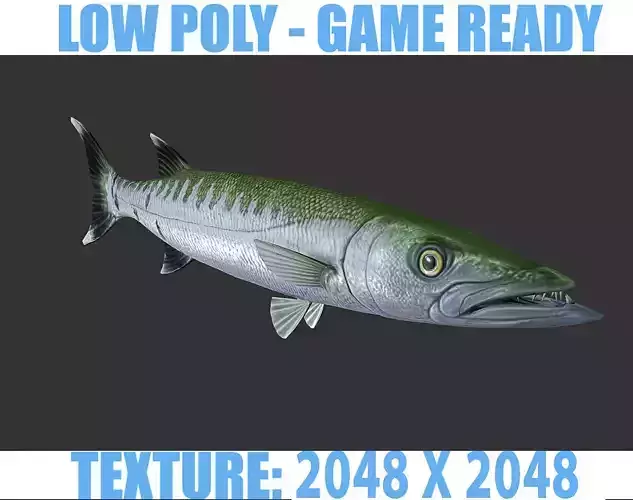 Barracuda mackerel fish Low-poly 3D model