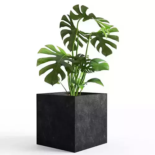 Plant 03