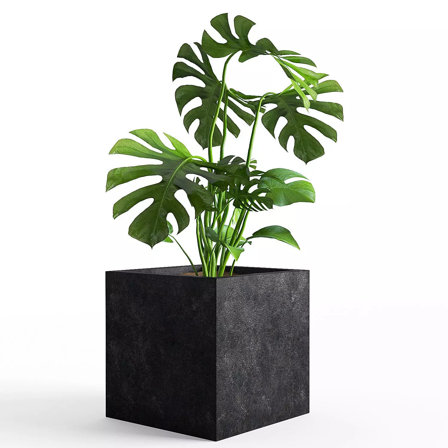 Plant 03 3D model_0