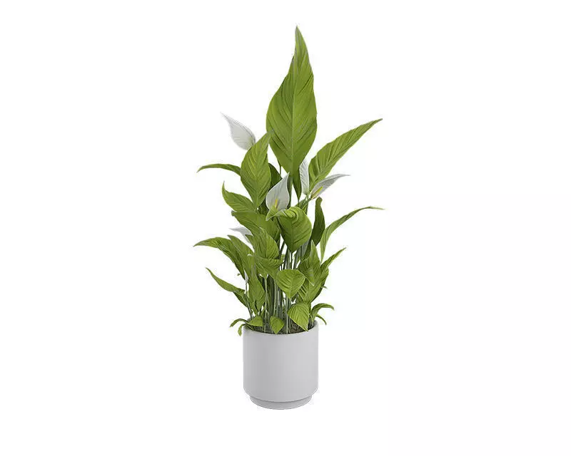Plant 07 3D model_0
