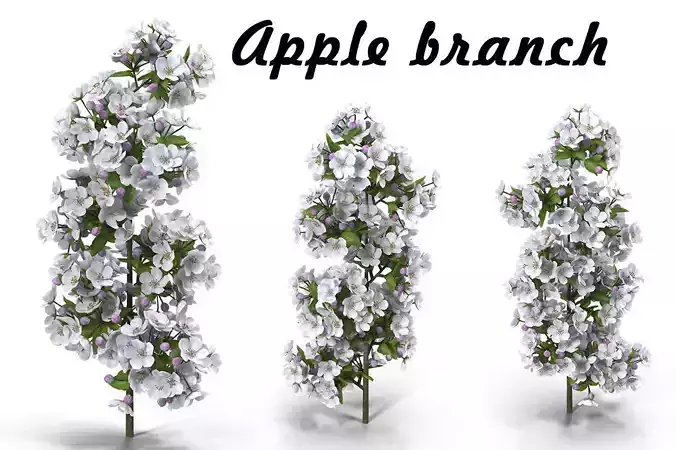 Apple branch