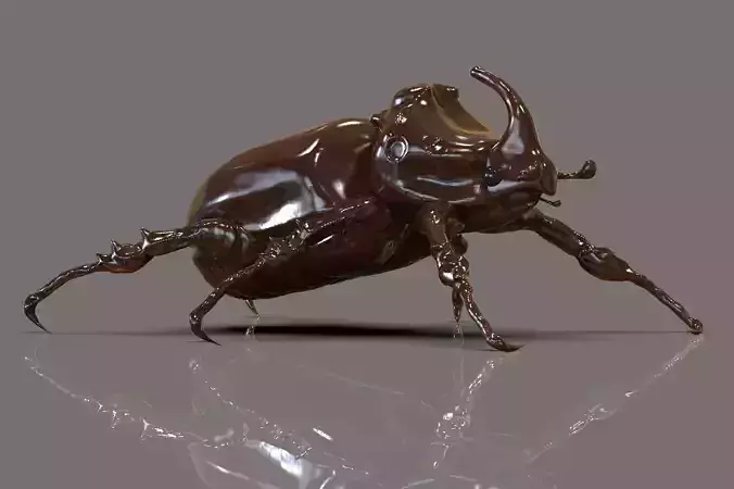 Rhinoceros beetles - Dynastinae