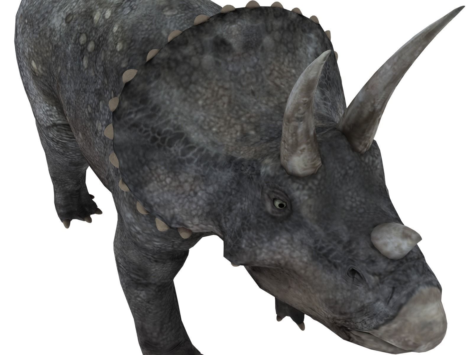 triceratops dinosaur Low-poly 3D model_6