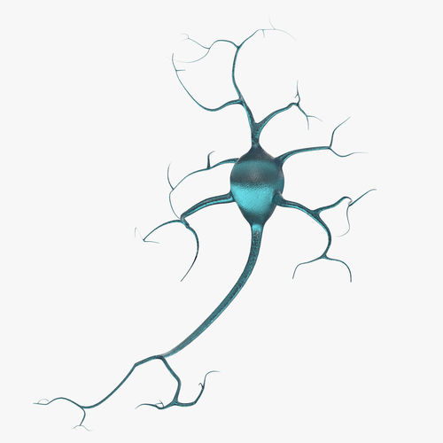 Neurons neuron 3D model