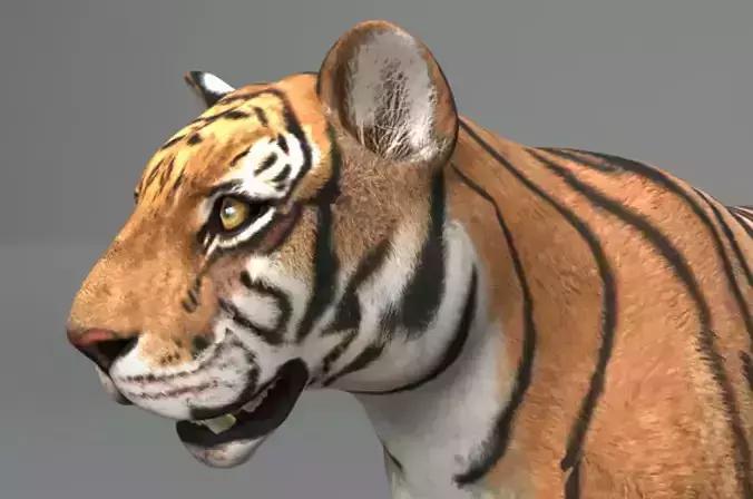 Tiger
