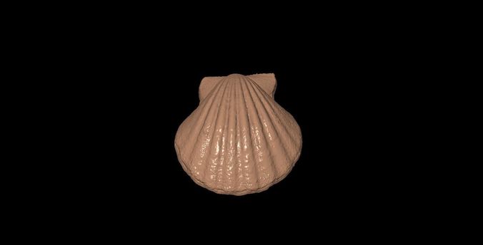 shell02 shell Low-poly 3D model