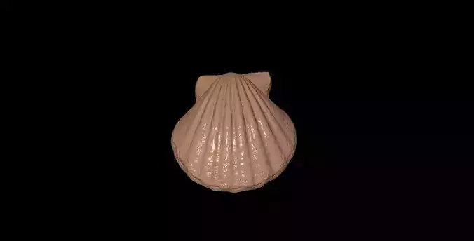 shell02 shell Low-poly 3D model