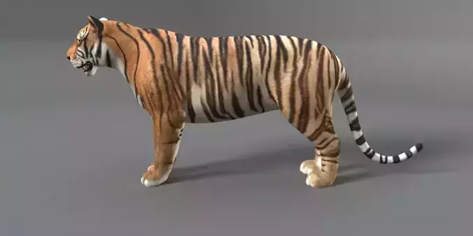 Tiger Rigged 3D model