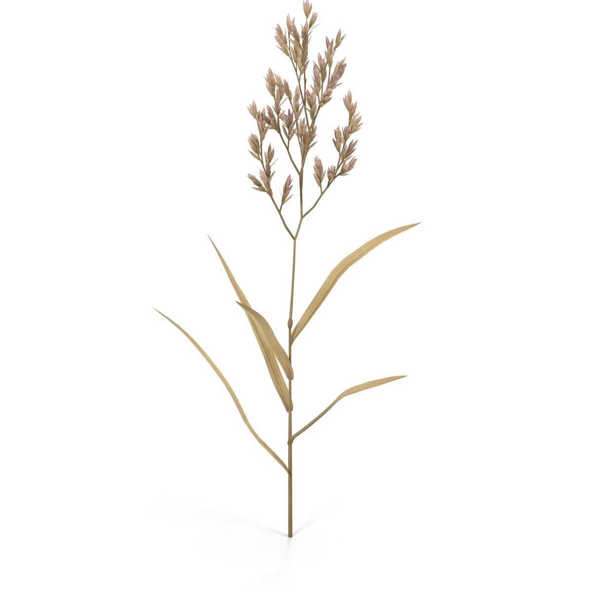 Blade of grass Low-poly 3D model_13