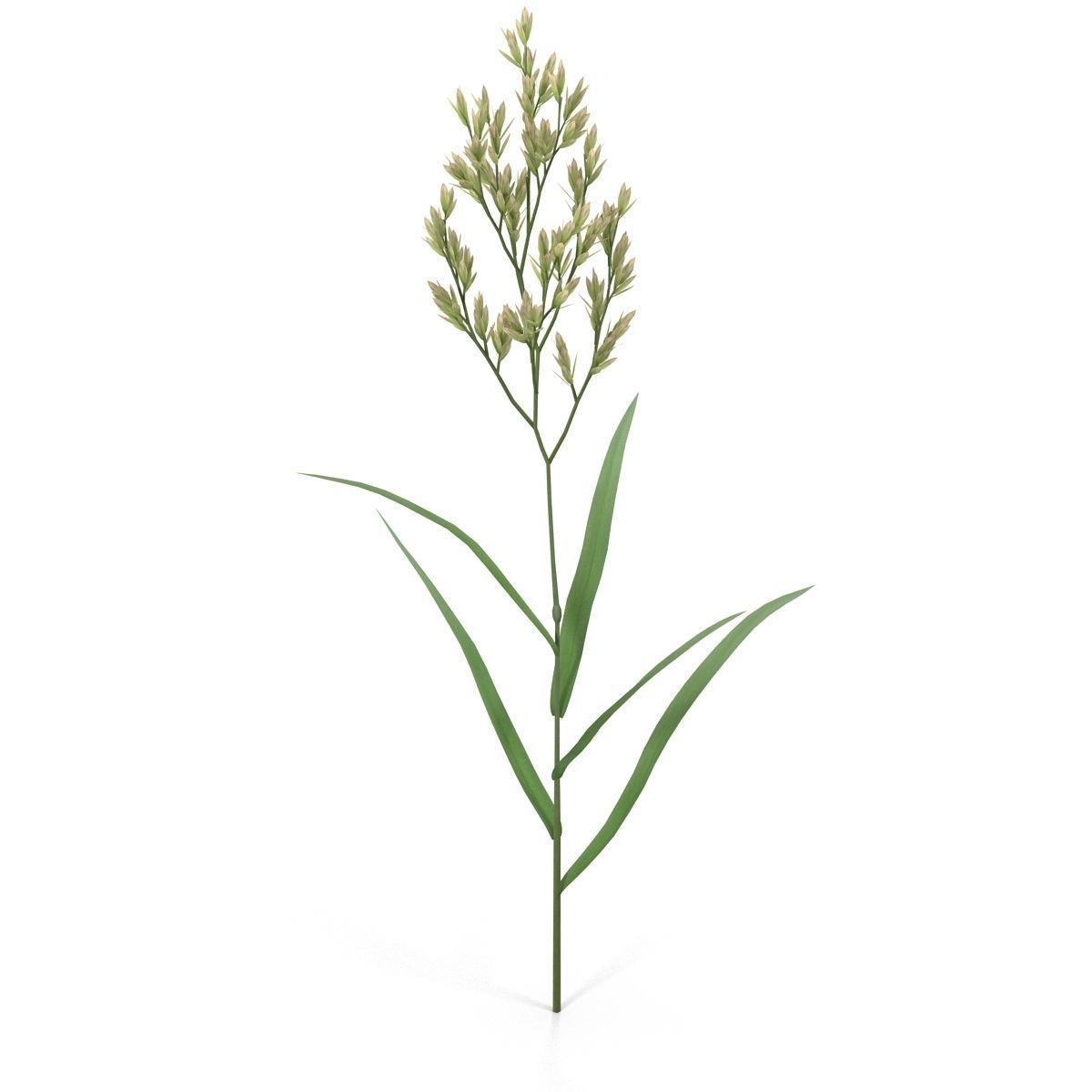 Blade of grass Low-poly 3D model_2