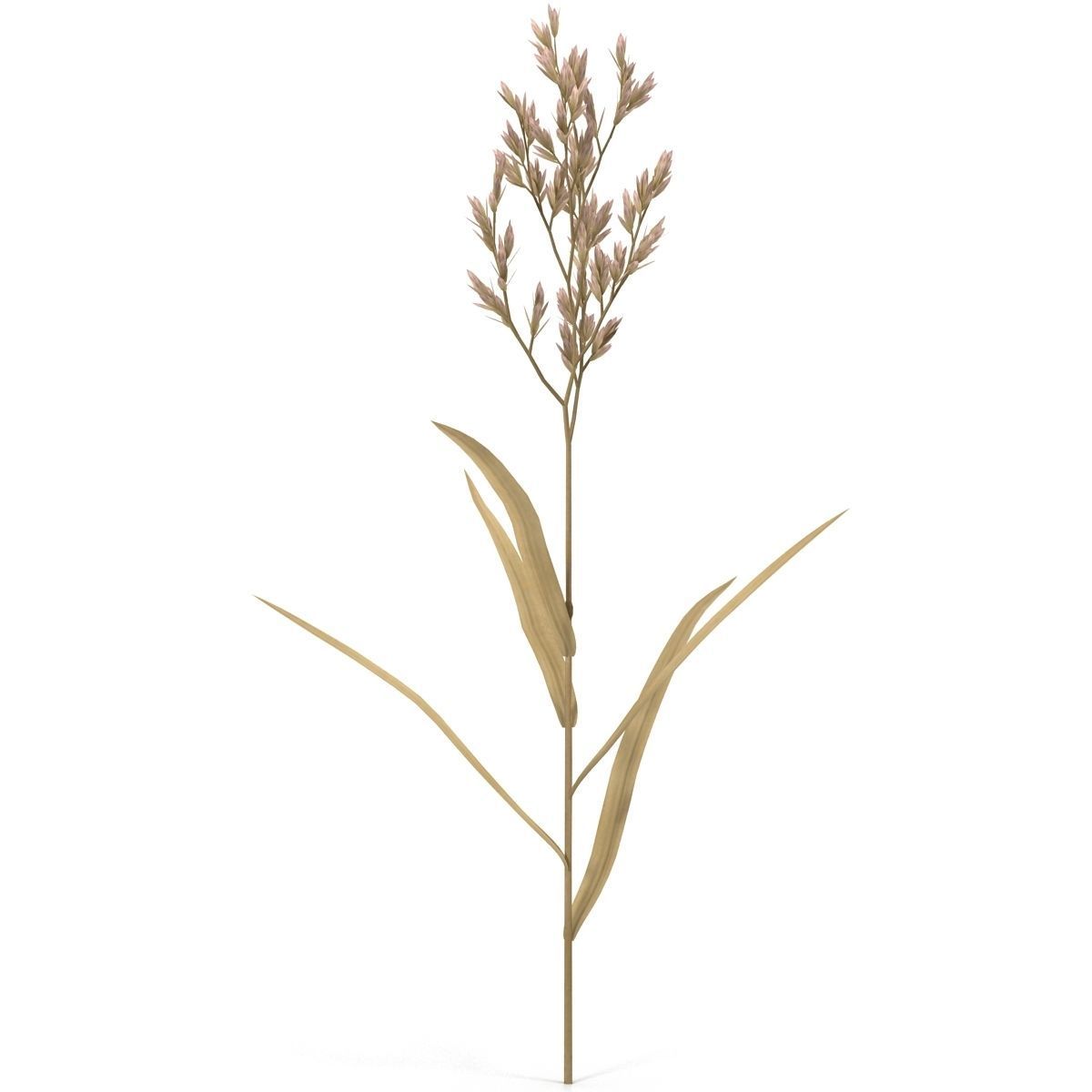 Blade of grass Low-poly 3D model_3