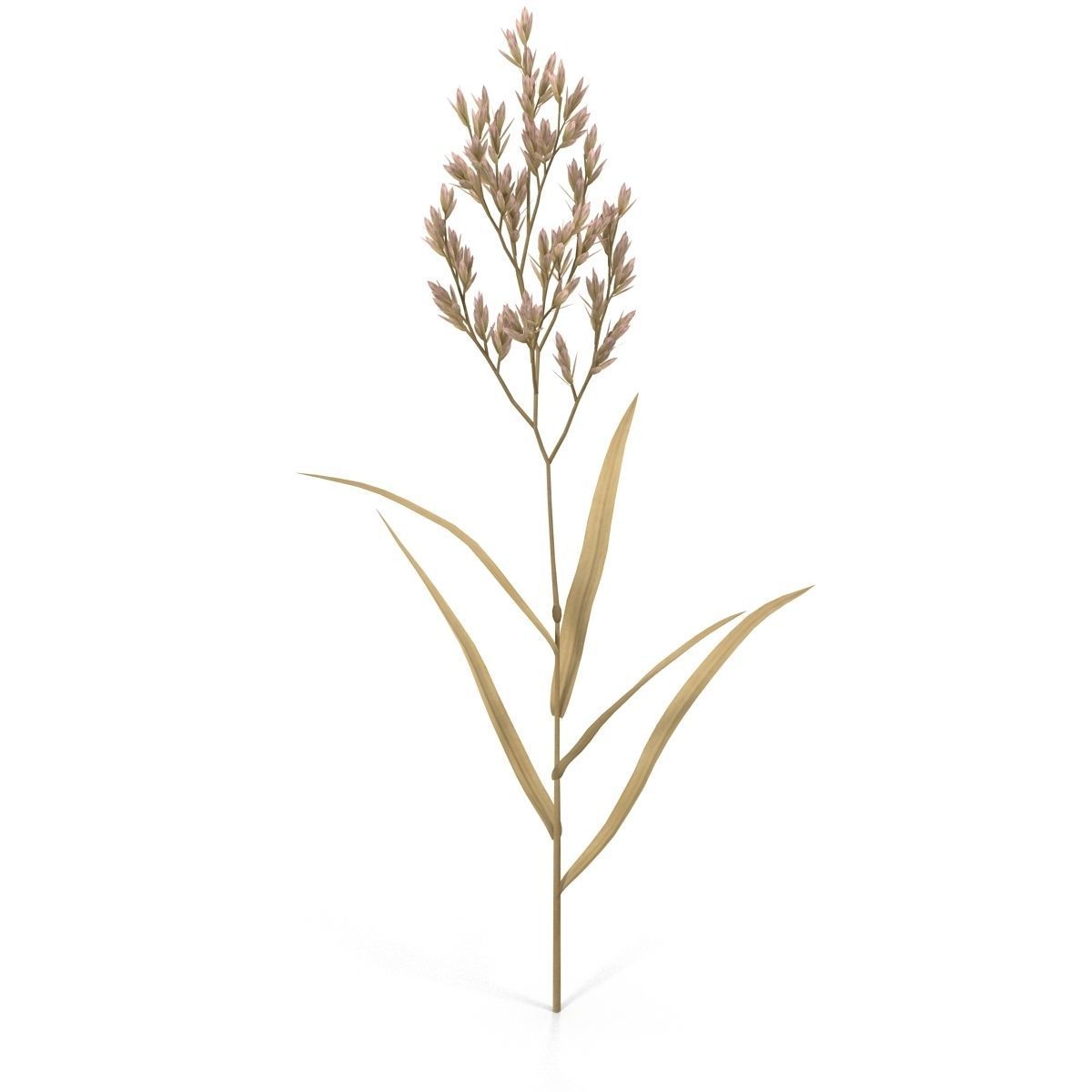 Blade of grass Low-poly 3D model_12