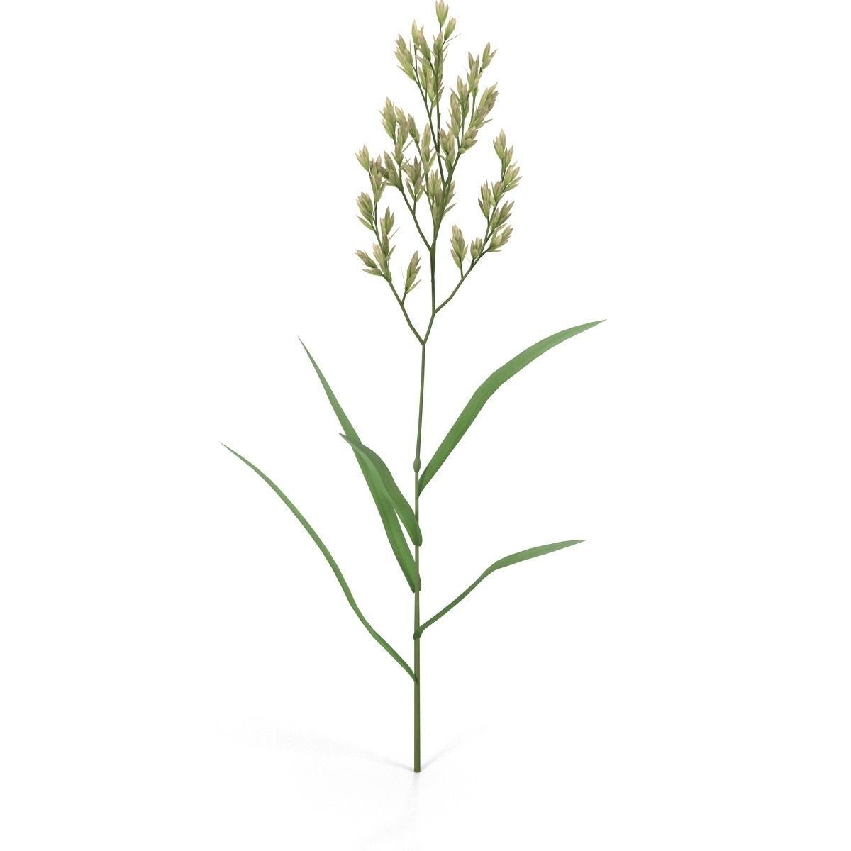 Blade of grass Low-poly 3D model_4