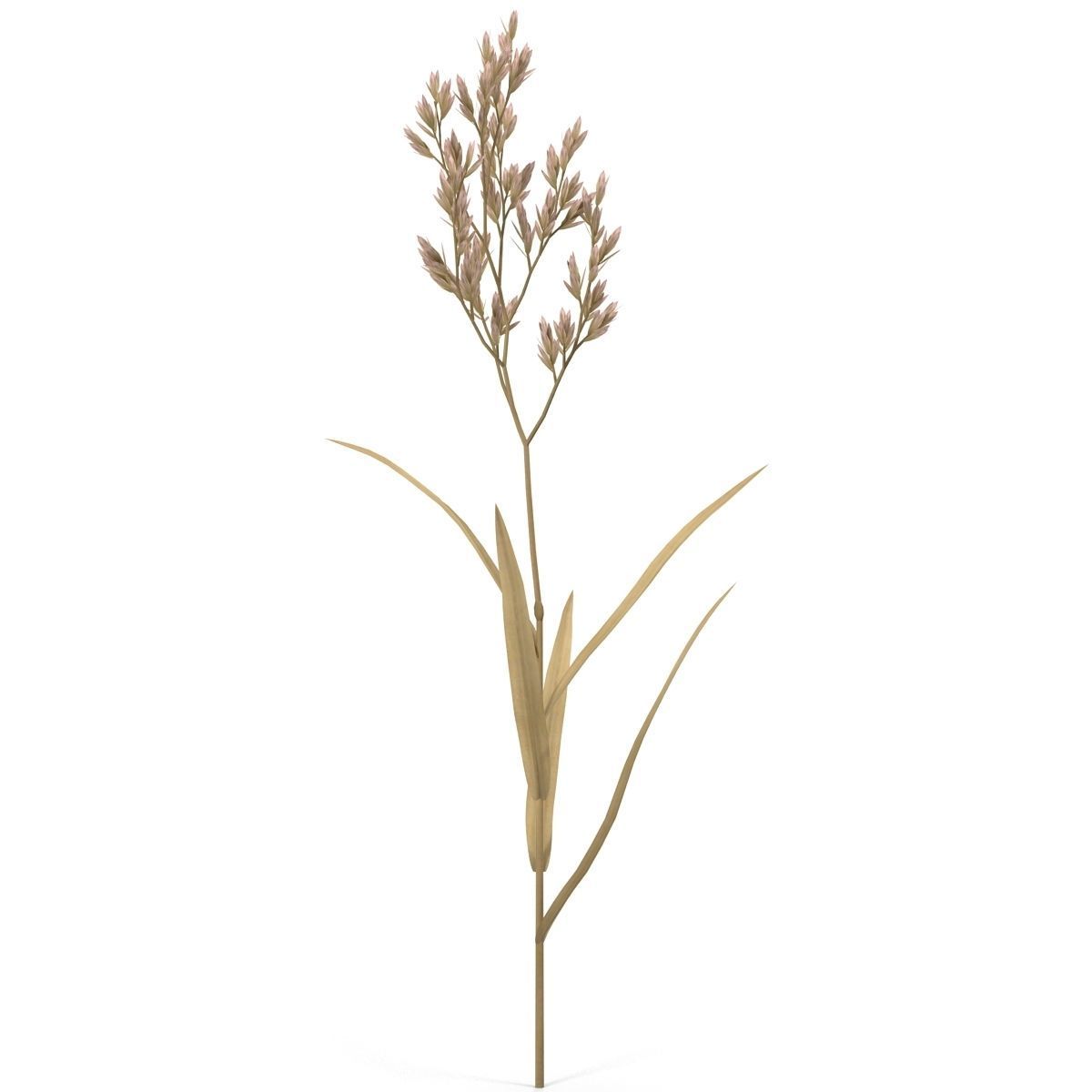 Blade of grass Low-poly 3D model_14