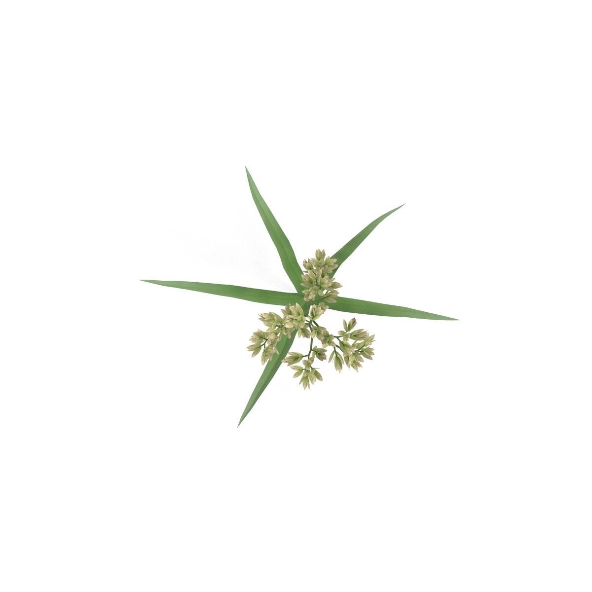 Blade of grass Low-poly 3D model_11