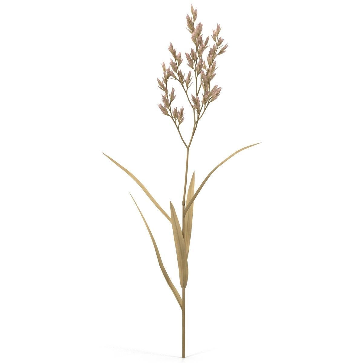 Blade of grass Low-poly 3D model_16