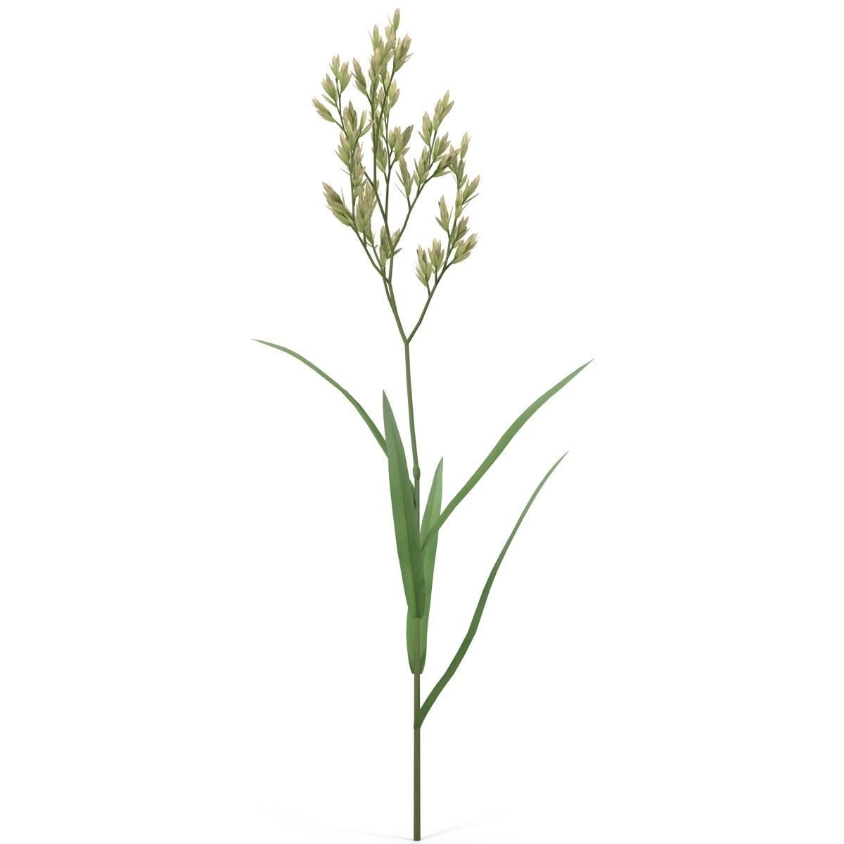 Blade of grass Low-poly 3D model_6