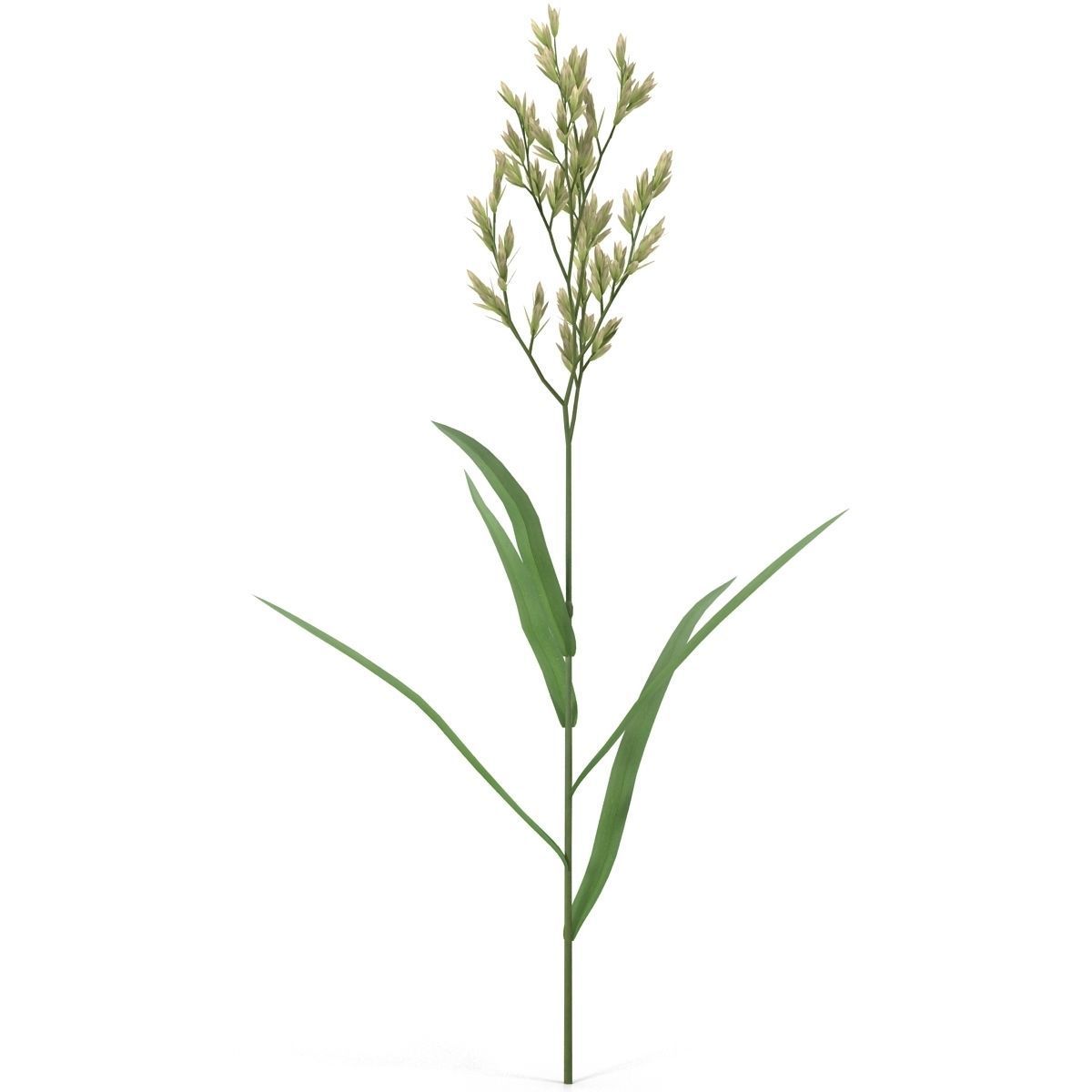 Blade of grass Low-poly 3D model_5