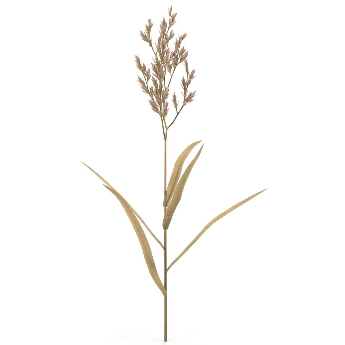 Blade of grass Low-poly 3D model_15